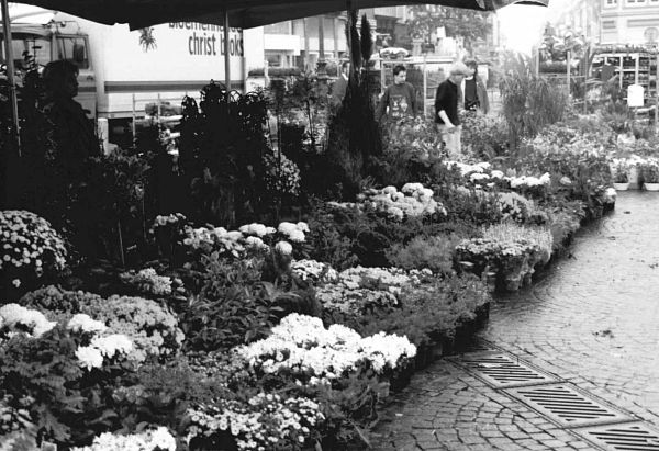 Wij zijn de bloemen groothandel voor uw supermarkt!-3