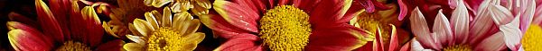 Hoe verzorg ik chrysanten? Broks Bloemen geeft advies!-1