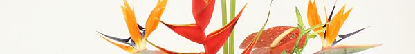 Tropische snijbloemen-1